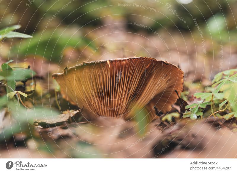 Wild ectomycorrhizal fungi from Lactarius genus lactarius mushroom edible forest foliage environment grow autumn basidiomycete dry wildlife milk cap lamellae