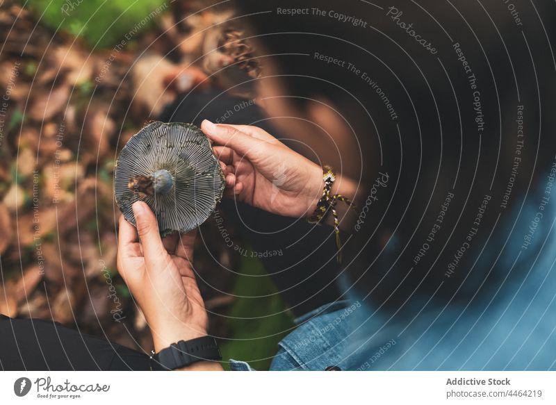 Woman with indigo milk cap mushroom in forest woman lactarius indigo wild edible collect show mycology plant female nature environment woods demonstrate