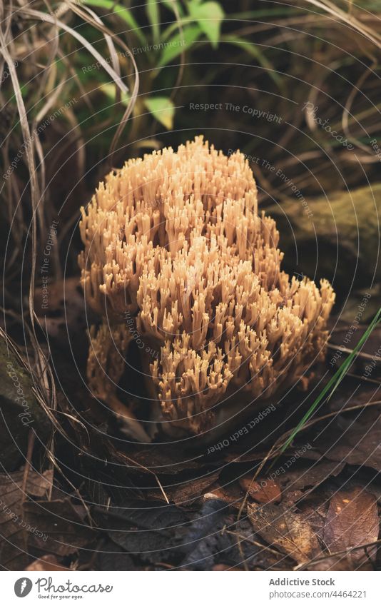 Mushroom Ramaria growing in forest covered with fallen leaves ramaria mushroom edible fungi mycology autumn wildlife nature ectomycorrhizal basidiomycete coral