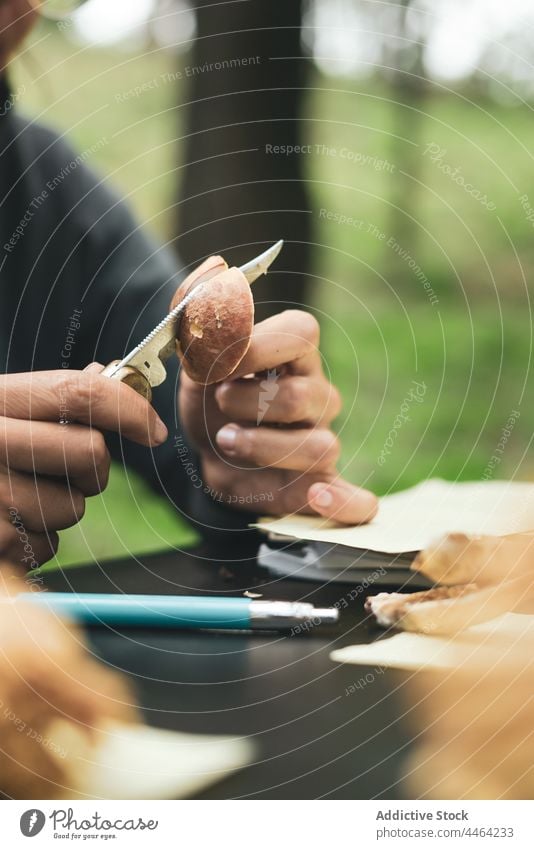 Person cutting mushroom in nature person grass mycologist fresh tasty organic environment scientist countryside plant natural knife pick clean research table