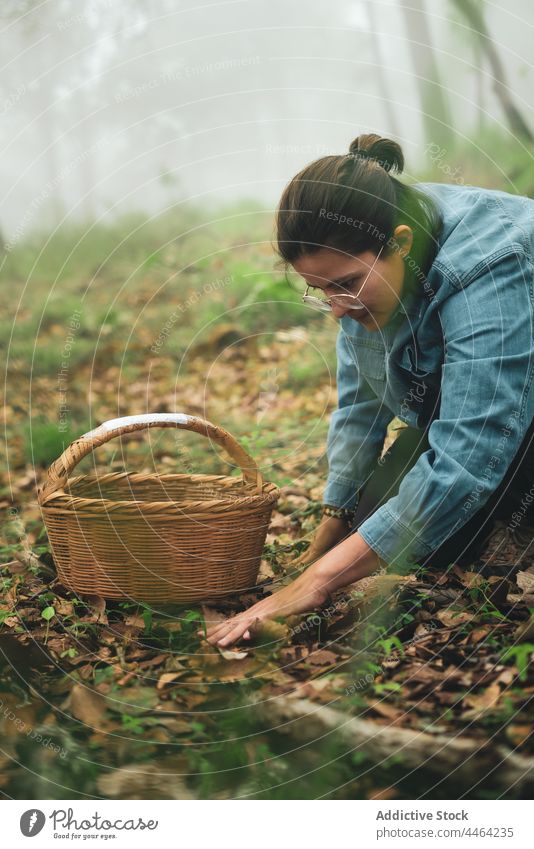 Woman collecting Lactarius deliciosus mushroom and putting into basket woman lactarius deliciosus pick edible wicker woodland mycology specie female fungi