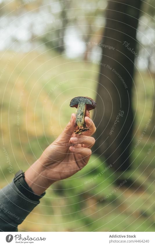 Woman looking at mushroom in forest woman lactarius indigo wild edible collect Boletus mycology plant edible mushroom female ectomycorrhizal symbiosis