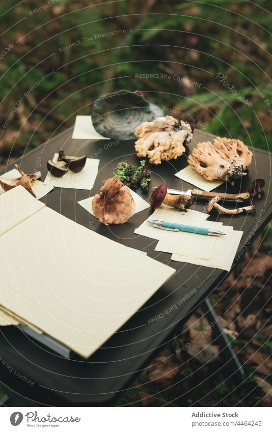 Various mushrooms near papers on portable table in forest mycology lichen ramaria description taxonomy boletus edible mycologist basidiomycete mykota spores