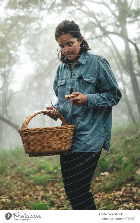 Woman collecting mushrooms in misty forest woman pick wicker basket haze nature fog woodland female harvest grove environment serious woods edible carry autumn