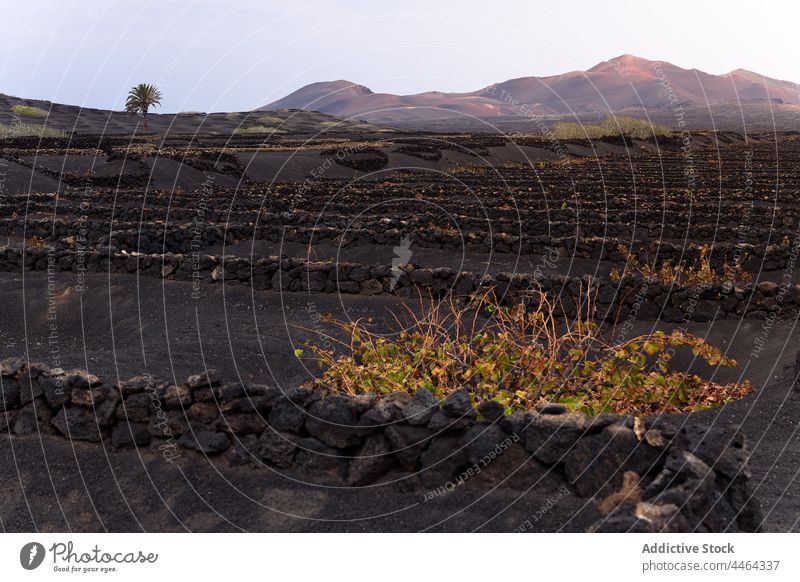 Vineyards growing against ridge under light sky vineyard mountain horticulture nature highland landscape vegetate environment island cultivate plant geria