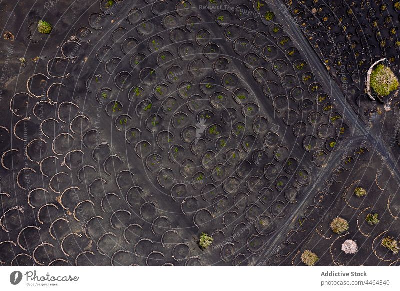 Background of vineyards growing in pits in rows plant cultivate horticulture nature landscape vegetate soil background geria lanzarote canary island spain