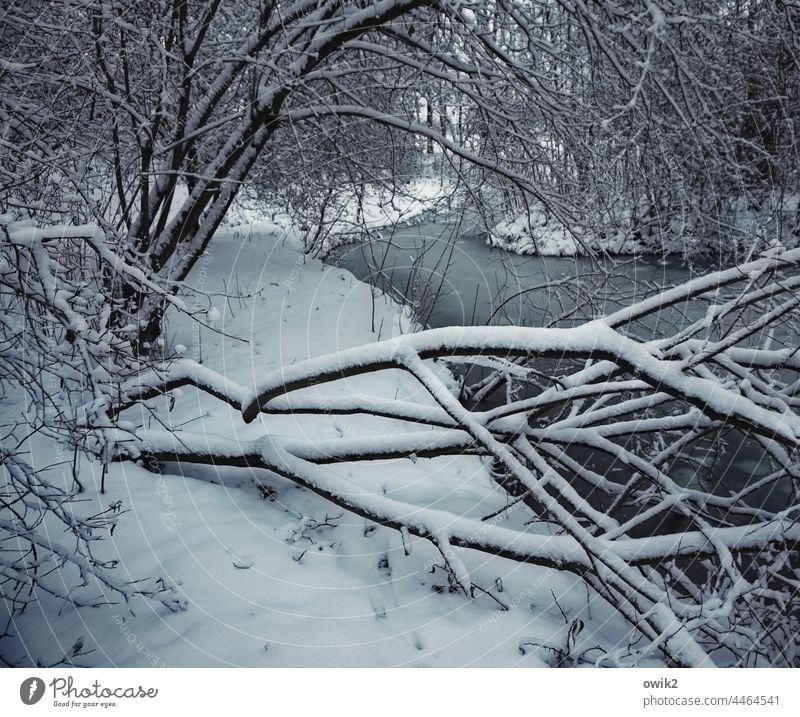 Cold branches Winter's day Snowscape Winter mood Pond frozen snowy Calm Bushes Tree Beautiful weather Idyll Forest Copy Space bottom Evening Lakeside