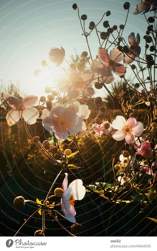 Filigree Chinese Anemone Crowfoot plants Blossom Ambitious Wild plant Idyll Ease Elegant Detail Delicate Open Pistil naturally Sky Bud Stalk Exterior shot