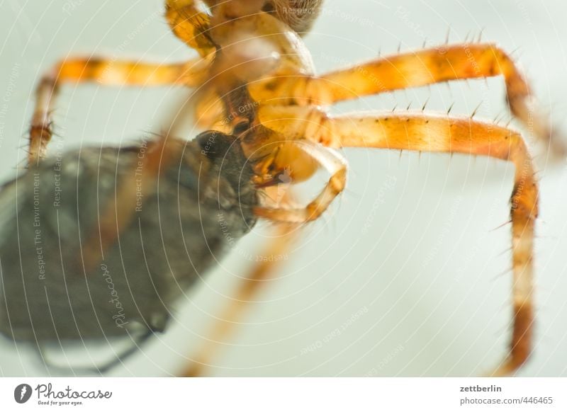 garden cross spider Nutrition Animal Spider 2 Eating To feed Feeding Embrace Aggression Success Might Devour Prey prey animal Capture spun in Set of teeth Fly