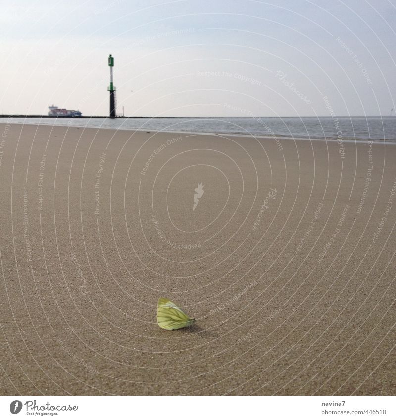 large small lemon butterfly Nature Water Summer Beach North Sea Animal Butterfly 1 Sand Swimming & Bathing Relaxation Wait Infinity Small Yellow Calm