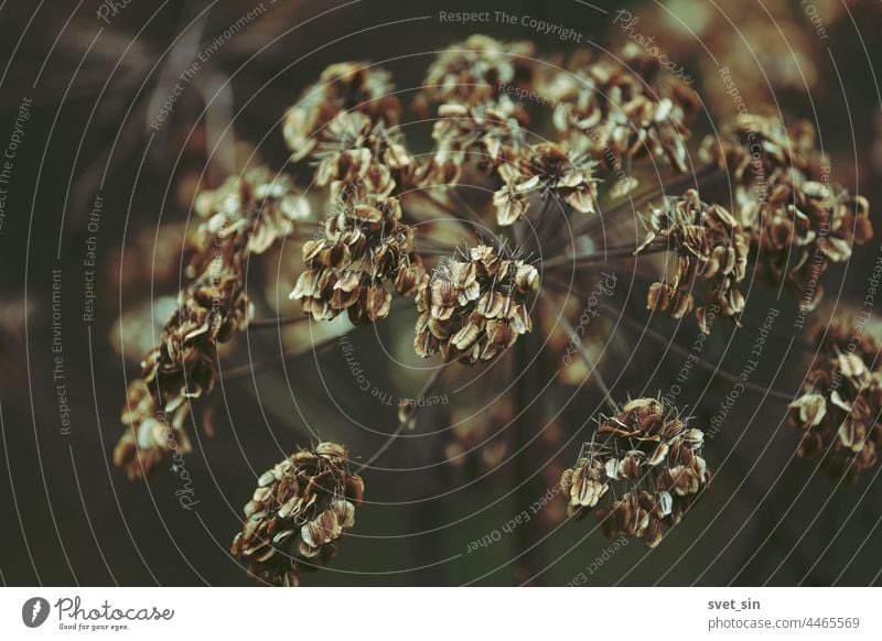 Dry umbellate plant head with seeds outdoors close-up. Brown autumn background. umbrella dry brown nature fall autumnal beautiful beauty black botany branch