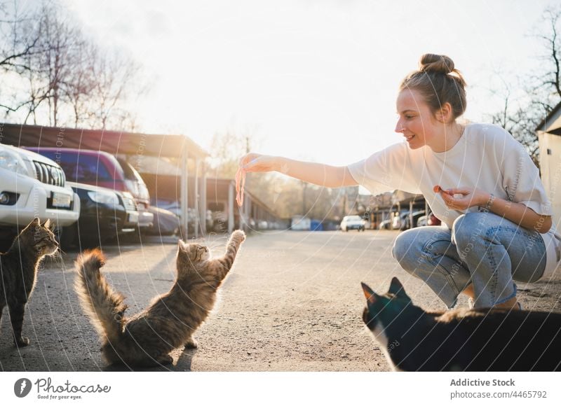 Smiling woman feeding homeless cat on street food hungry kind positive careful female optimist fur animal mammal kitty carefree glad young creature expressive