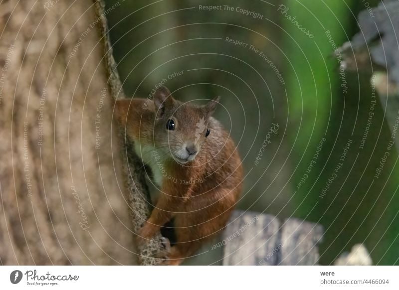 A squirrel sits between green leaves on a branch Animal Background European brown squirrel Sciurus vulgaris animal animal Theme animal in the wild branches