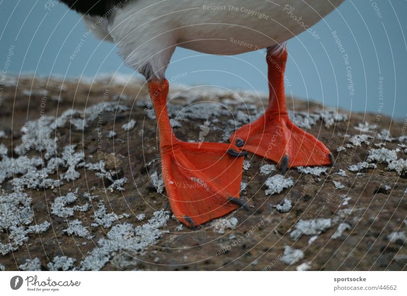 Cold feet? Animal Puffin Iceland Headless Bird Transport Icelandic feet