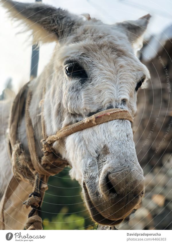 Pack donkey on blurred nature background pack carry animal mule load cargo mammal santo antao cape verde cabo verde africa domestic farm burden trail livestock