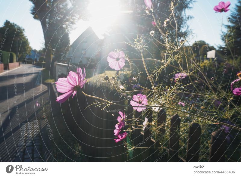 Over fence Cosmea flower Idyll Bushes Beautiful weather Peaceful Passion Day Joie de vivre (Vitality) Wild plant Blossom Life Enthusiasm Growth blossom