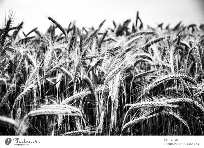 the real gold! Ecological Landscape Idyll Oats Plant Exterior shot Awn Nutrition Environment Food Agriculture Wheat idyllically Nature Harvest Deserted