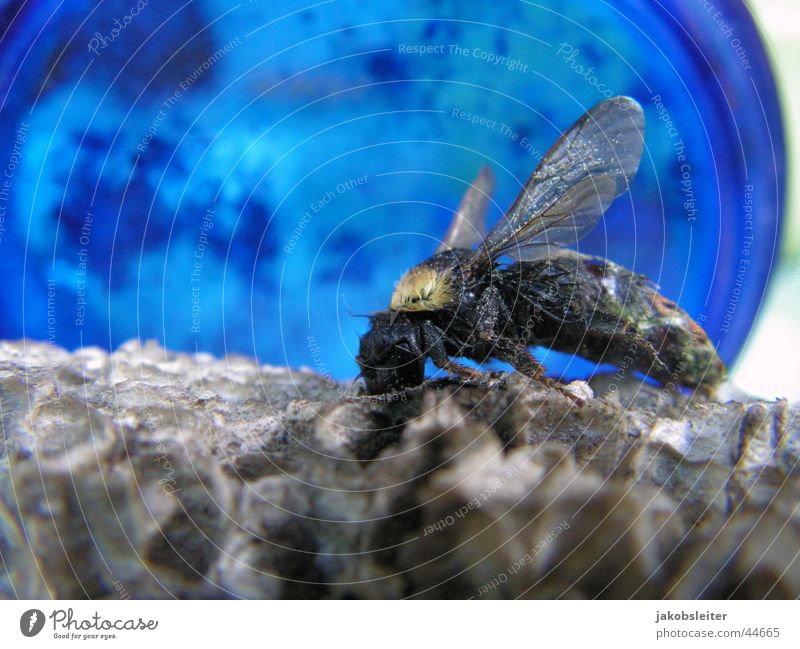 Airman Horst Bumble bee Nest Insect Macro (Extreme close-up) Eyrie Death Blue