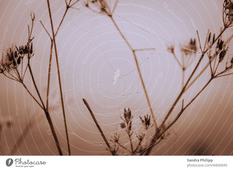 Spider web with dew drops hangs on grasses in fog Spider's web Dew Drop Wet Damp Fog Drops of water Nature Macro (Extreme close-up) Close-up Net Colour photo