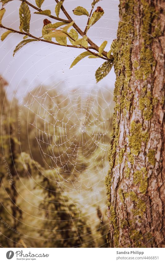 Spider web with dew drops hanging on a tree Spider's web Pattern Wet Damp Fog Drops of water Nature Dew Close-up Exterior shot Macro (Extreme close-up) Net