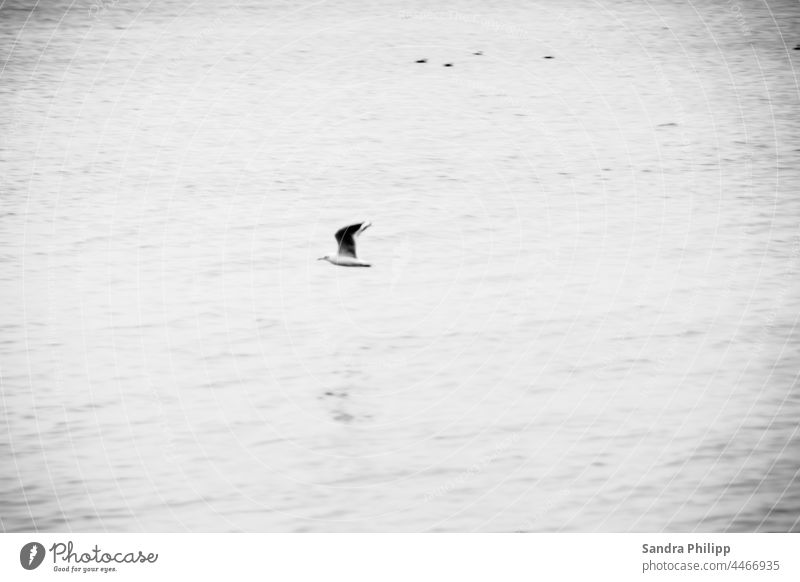 Seagull in flight casts very small shadow on the water Water Ocean Grand piano Speed Bird Flying Feather Black-headed gull Beach Vacation & Travel Animal Beak