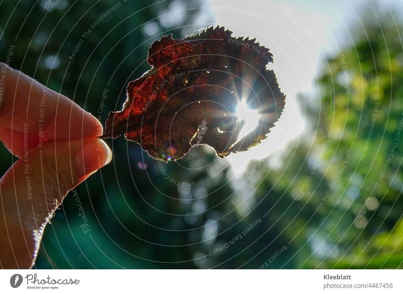 Autumn - Lich (t) woman hand holds a dead leaf towards the sun - background blurred Light Autumnal Autumn leaves Early fall Autumnal landscape autumn mood Hand