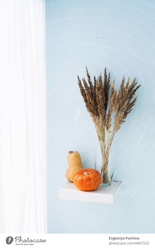 Autumn still life. Pumpkins and pampas grass bouquet in glass vase. Modern fall concept in minimalism style. holiday thanksgiving pumpkin dried autumn halloween