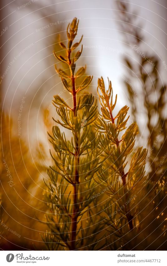 Macro photo of a grass plant, Erica arborea Tree Heath Plant Grass Back-light Autumn Smooth Autumnal Nature Exterior shot Leaf Ground Balcony Autumnal colours