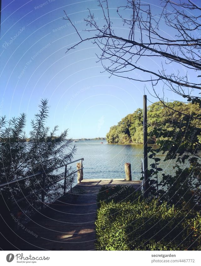 Endless buzzer Lake vacation Summer Sky Cloudless sky Footbridge Idyll idyllically Forest Far-off places Wanderlust Branch Tree Nature Nature reserve