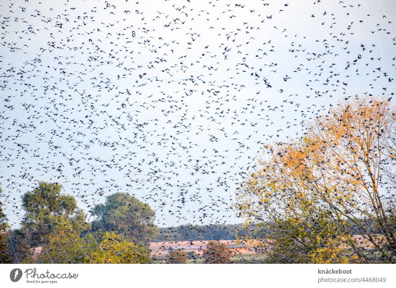 Stare Autumn Flock of birds Wild animal Migratory bird Bird Group of animals Freedom Sky Exterior shot Nature bird migration Flight of the birds Many