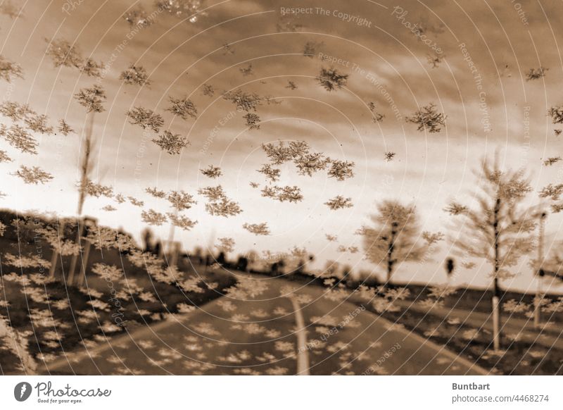 View through a car window embellished with ice crystals onto a wintry avenue with still young trees whose branches are covered in white Winter Ice crystal Cold