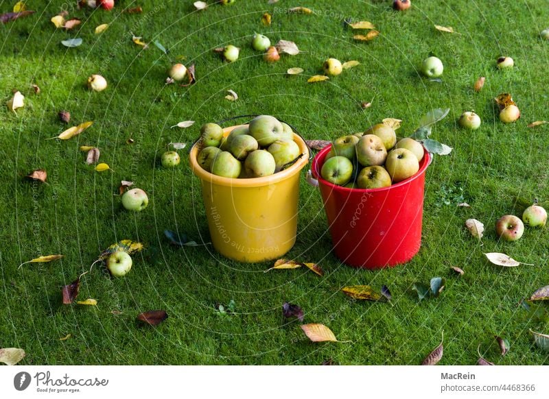 Fallen fruit in the meadow Apple apples out Bucket Eating Windfall Pick Picked foliage nobody Lawn Fruittree meadow vitamiene Meadow