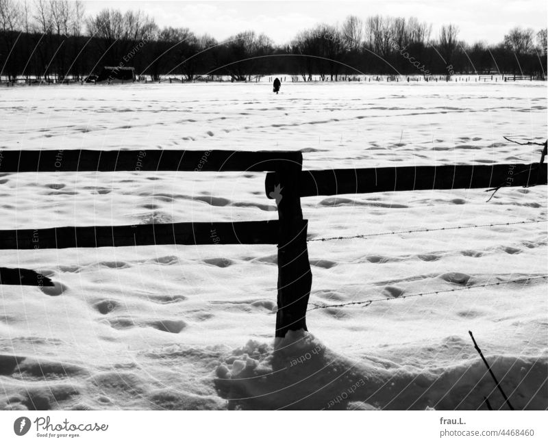 In the snow old lady Lonely Old Woman Coat Hat Crooked Handbag Human being on one's own Photomontage Montage Going Newspaper Winter Snow Meadow Field acre Gate