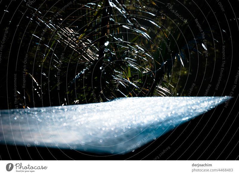 Impressions in the rain. The rain pattering on the small illuminated roof. In the background is a large green plant with leaves. Rain Light Water Drops of water