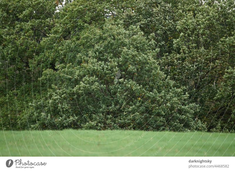 Forest edge in strong wind with churned up leaves of a group of trees and shrubs Wind Gale Autumn Edge of the forest bush troubled Landscape Exterior shot Green