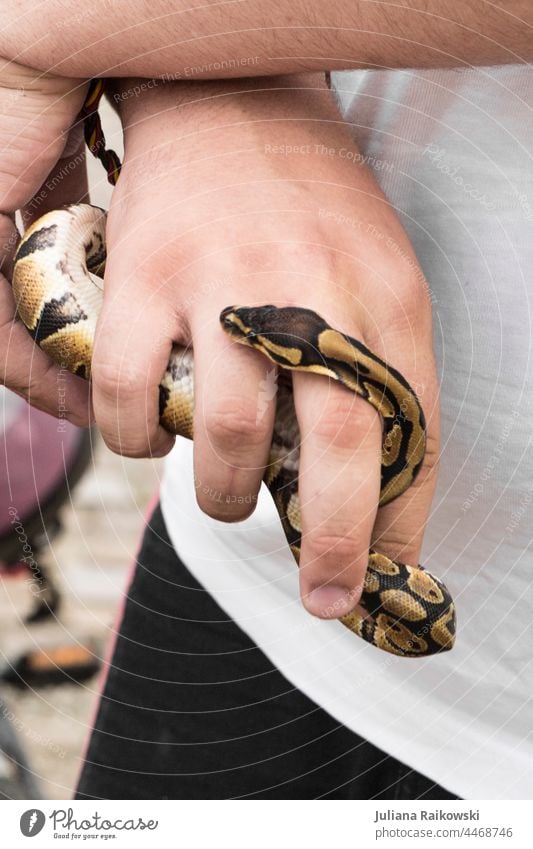 Hand with snake Snake Animal Colour photo 1 Wild animal Nature Day Exotic Detail Flake Reptiles Animal portrait Observe Dangerous Fear Poison Brown venomously