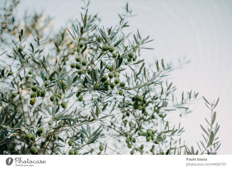 Olives in the tree Olive oil Olive tree Environment Fruit Agriculture Day Olive leaf Deserted Plant Tree Colour photo Olive grove Olive harvest Exterior shot