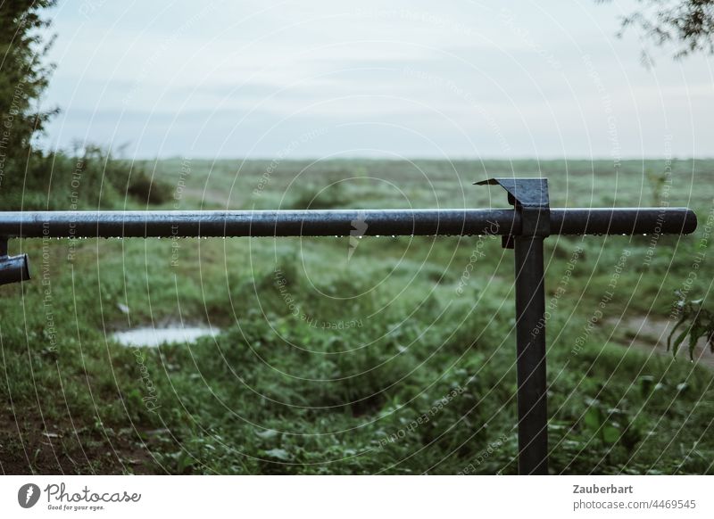 Meadow in morning mist with closed gate Morning fog Fog Damp Gate Control barrier Green Nature Agriculture Willow tree no passage Barrier Grass Landscape Dew