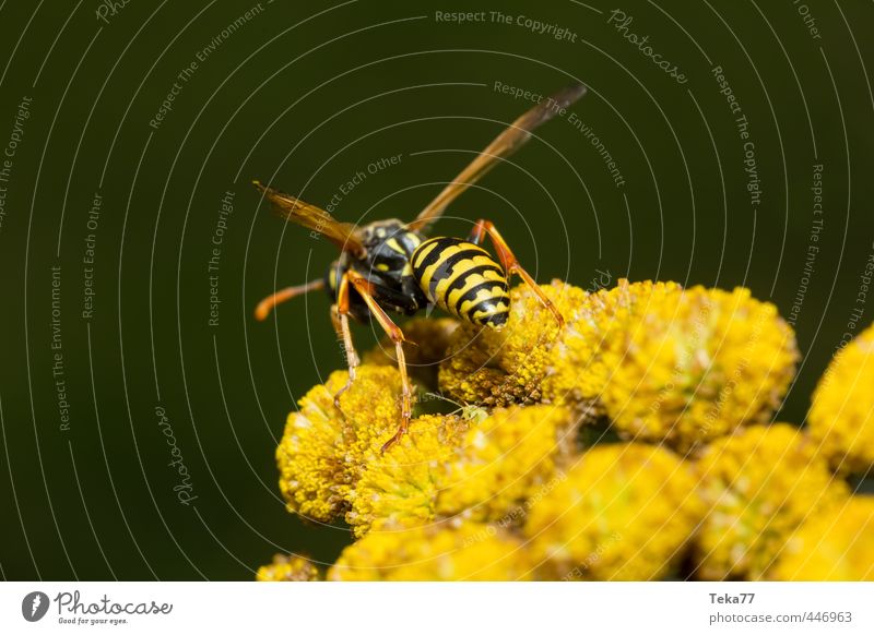 Ready to attack Nature Plant Flower Wild animal Wing Yellow Wasps Black Sting Summer Colour photo Close-up Detail Macro (Extreme close-up)