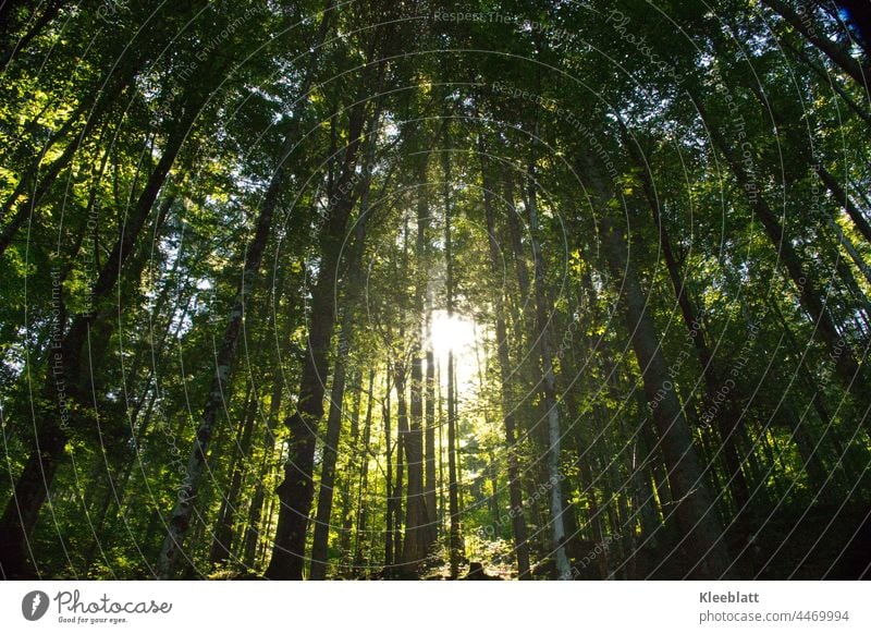 Light mood - sunbeams penetrate mysteriously through the green trees - silence Mood lighting Moody blurriness Nature Ambience natural light Shaft of light