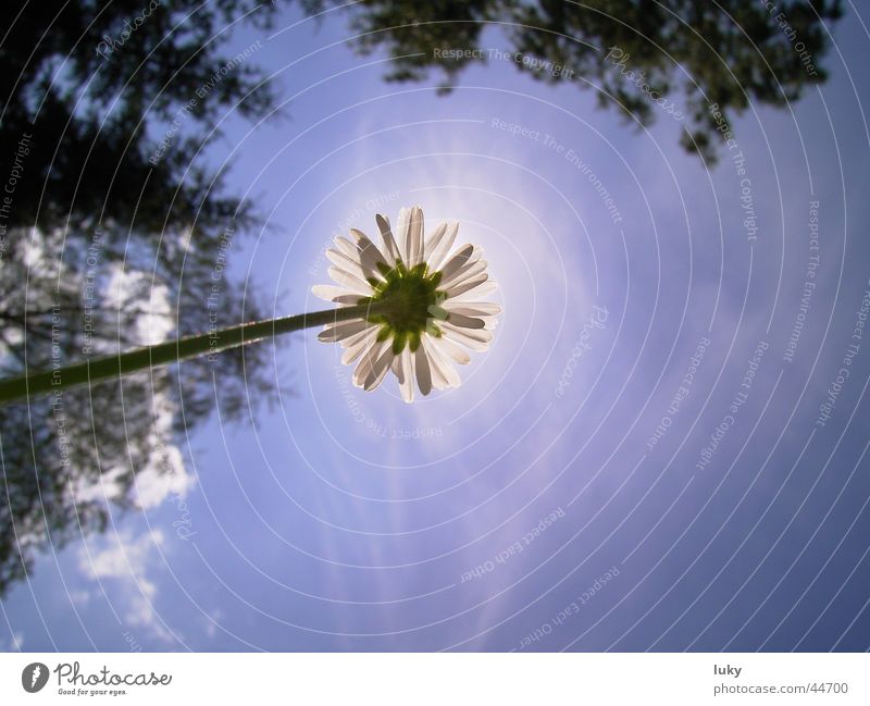 flower vs. sun Summer Flower Daisy Worm's-eye view Under Back-light Blue Fresh Meadow Vacation & Travel Sun Sky Blue sky Perspective luky-page