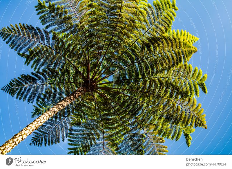 shade provider Sunlight Contrast Light Day Deserted Exterior shot Colour photo Wanderlust cameron highlands Malaya Asia Green Blue Large Gigantic Fantastic