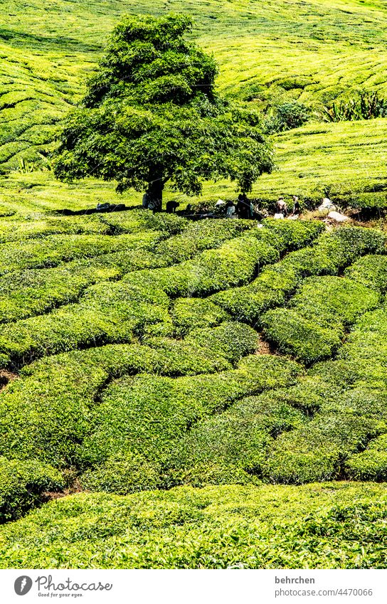 only pot outside. green or black doesn't matter. it just has to be tea. Sunlight Contrast Shadow Light Day Exterior shot Colour photo Wanderlust pretty