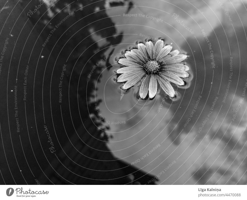 Single flower floating in water reflecting sky Flower Blossom blossom Plant Floating Water Swimming Reflection Reflection in the water Nature Float in the water