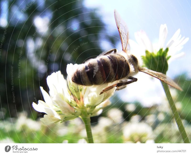 brummer looking for sweet Summer Flower Daisy Meadow Wasps Physics Sprinkle Animal Transport Sun bine Warmth Harvest Sweet Bee Nature luky-page