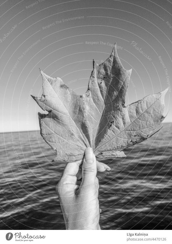 Hand holding maple leaf again seascape Leaf Autumn background closeup green nature natural plant hand woman hands Maple leaf Autumnal Autumn leaves Deserted