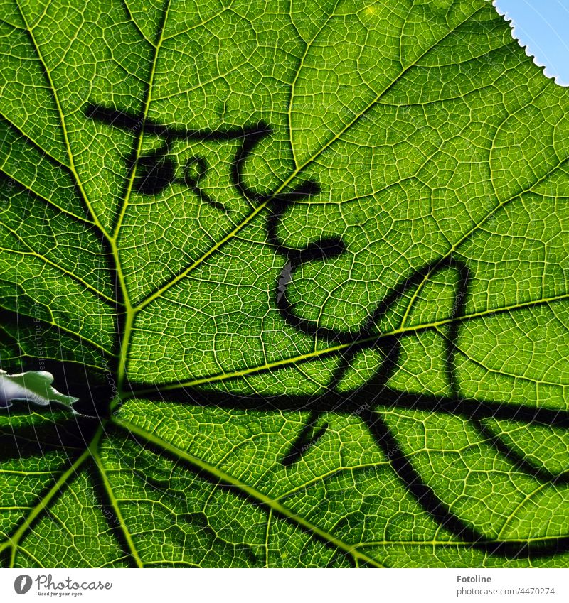 In sunlight, the leaf veins of the pumpkin leaf shine particularly beautifully. Shady, the plant continues to curl to form new flowers and leaves. Leaf