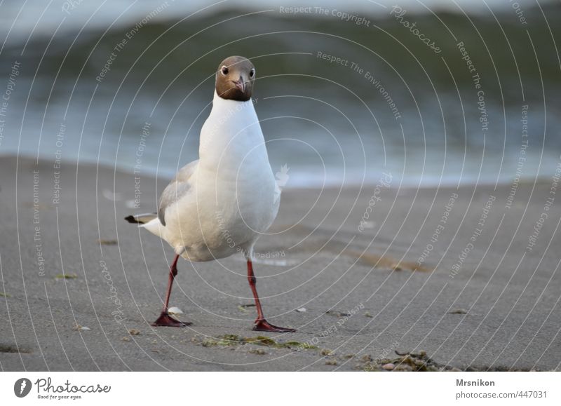 In the eye of the seagull Nature Sand Water Summer Autumn Coast Beach North Sea Baltic Sea Ocean Animal Wing Seagull Gull birds 1 Laughter Looking Curiosity