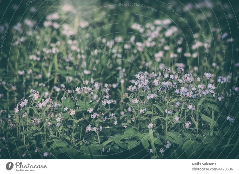 forget-me-not blue flowers in the grass in meadow. Blue floral pattern. Vintage look with light leaks. Shallow depth of field, nice blurry bokeh background