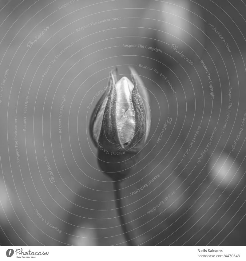 Macro of a white rose bud in grayscale. Black and white blurry bacground. background beautiful beauty black bloom blooming blossom bouquet bright closeup color